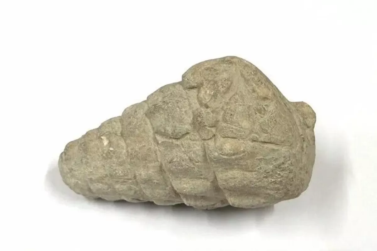 Turkish Archaeologists Unearth Fossil From Age of Tethys Sea