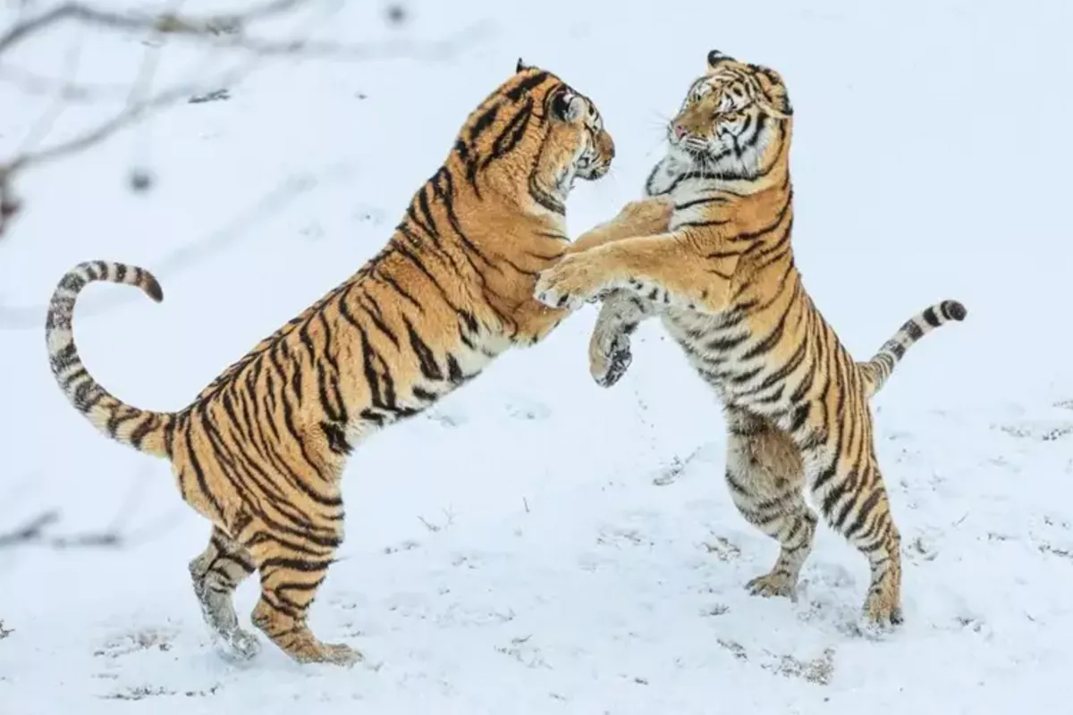 Russia to Send Four Amur Tigers to Kazakhstan to Help Restore Extinct Caspian Tiger Population