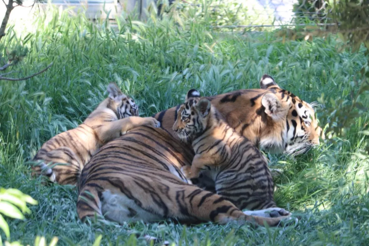 Baku Zoo Welcomes Two Amur Tiger Cubs