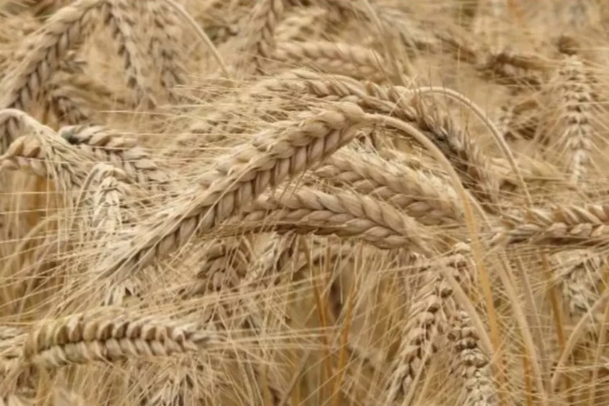 Kazakhstan Boosts Grain Exports