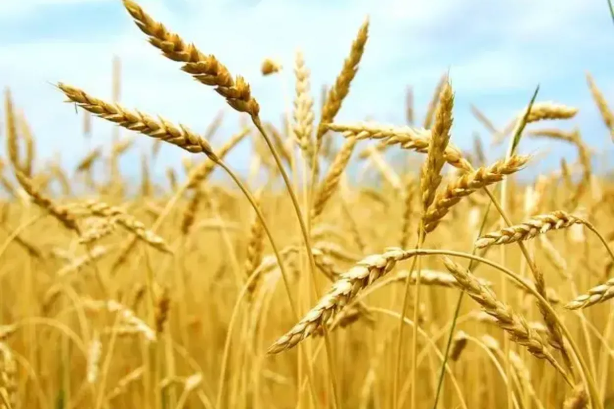 Kyrgyzstan’s Record Heat Drives Down Grain Production This Summer
