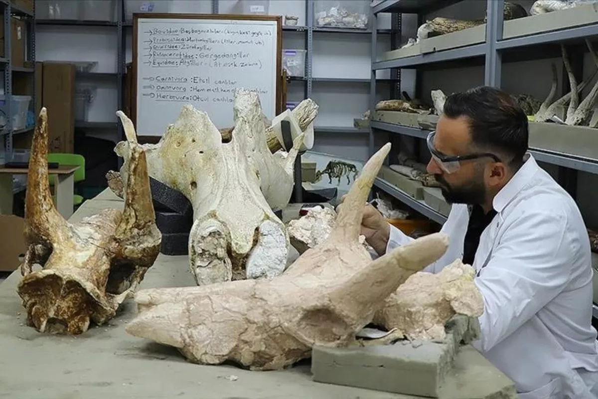 Ancient Elephant Skulls Dating Back 7.7 Million Years Unearthed in Türkiye