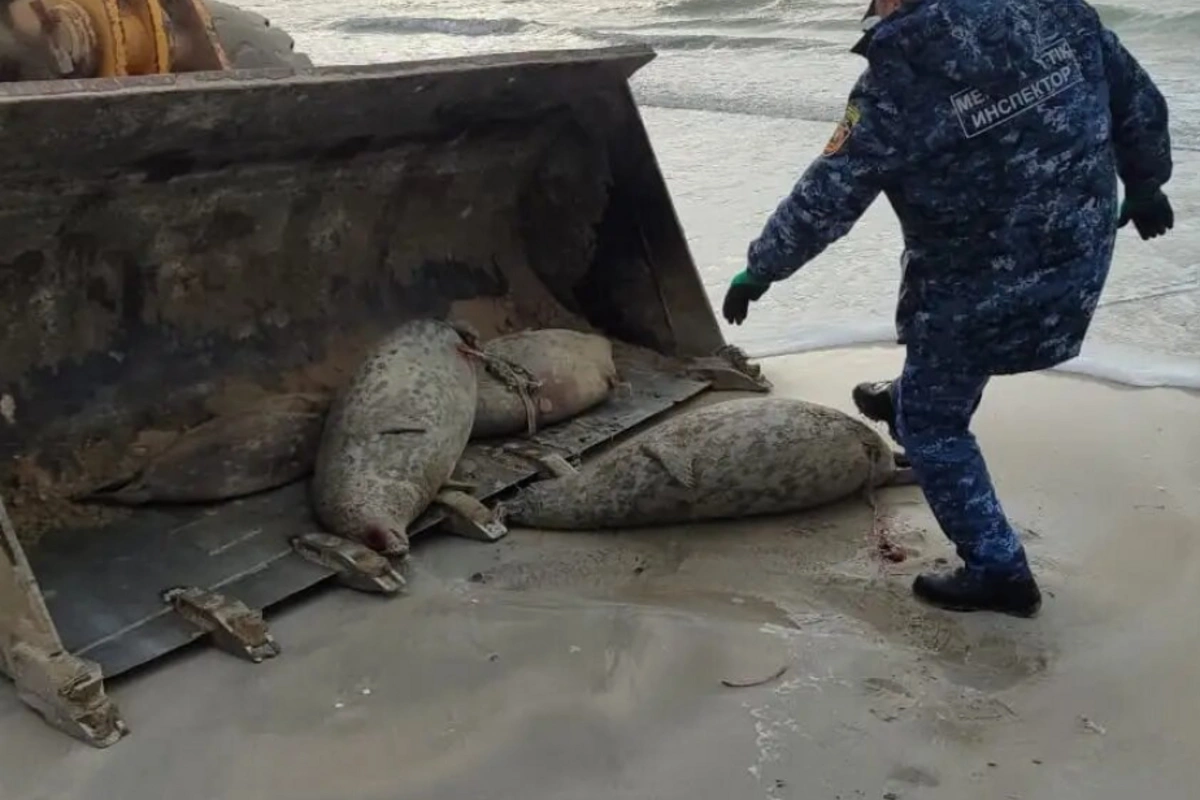 Number of Dead Seals along Caspian Coast Climbs to 850