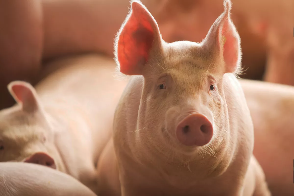 Kazakhstan Breaks into Georgian Market with Unusual Product