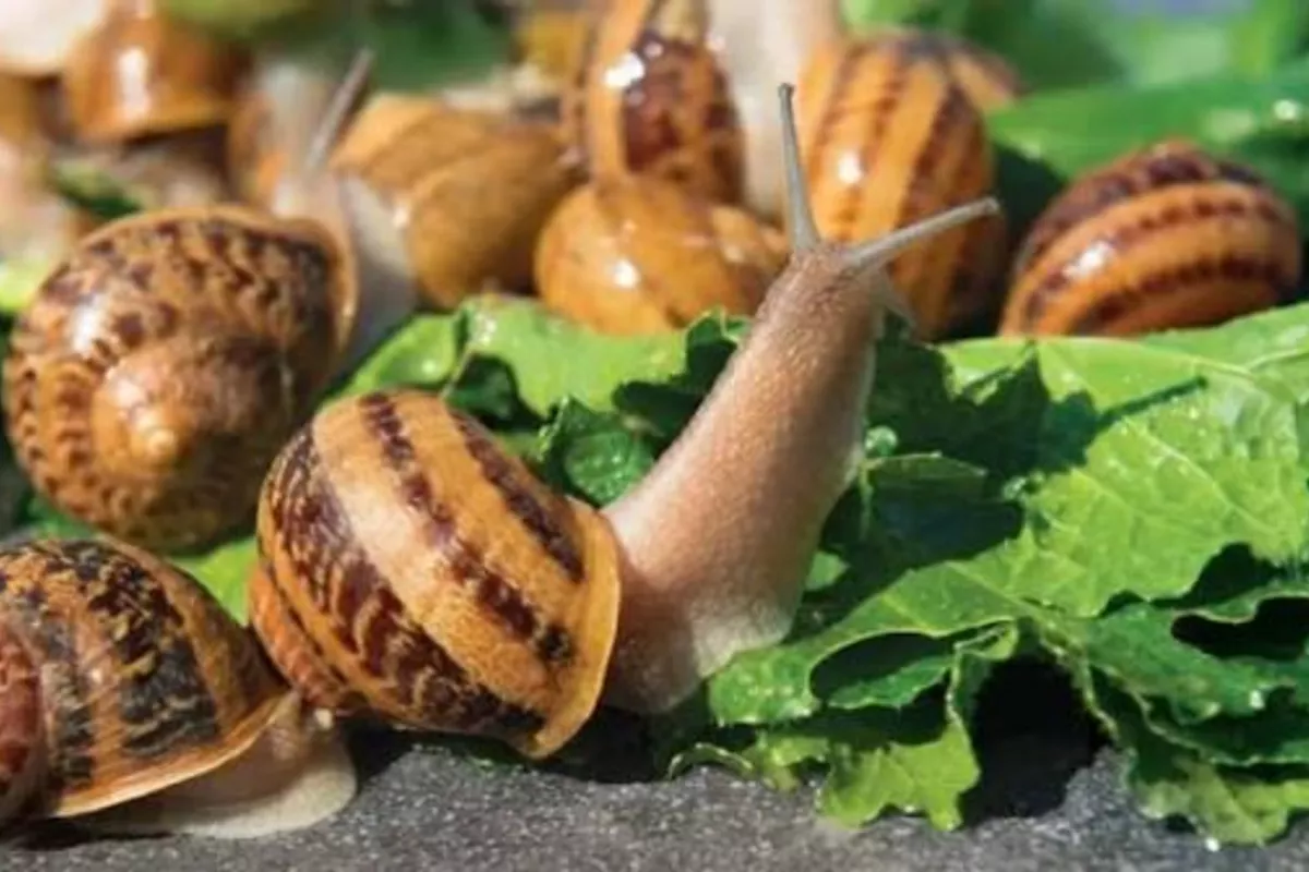 Georgia’s Snail Exports Surge 75% as France Leads Demand