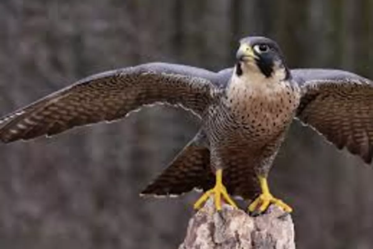 Kazakhstan Releases Over 80 Endangered Falcons Back Into Wild