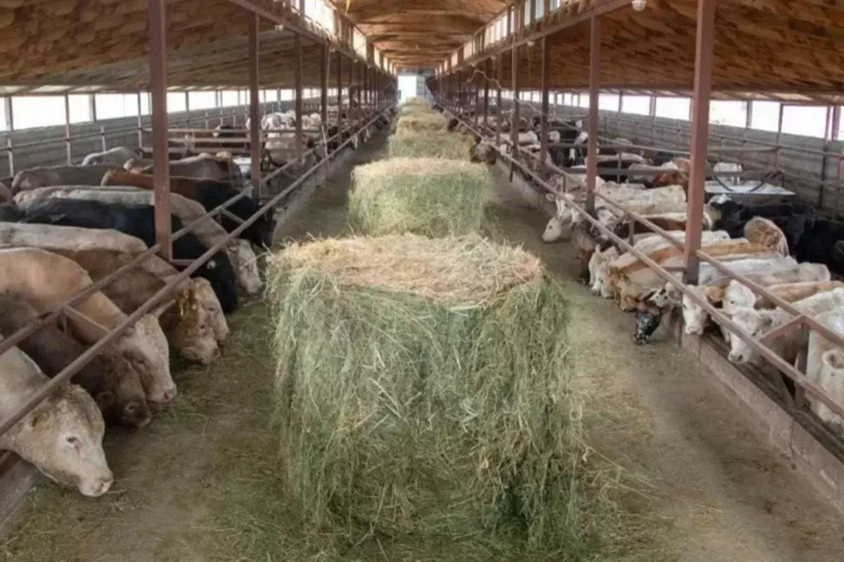 Kazakhstan Expands Middle East Trade with Meat Exports to Jordan