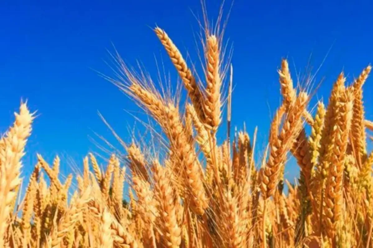 Kazakhstan’s Grain Harvest to Fully Meet Domestic Demand in 2025