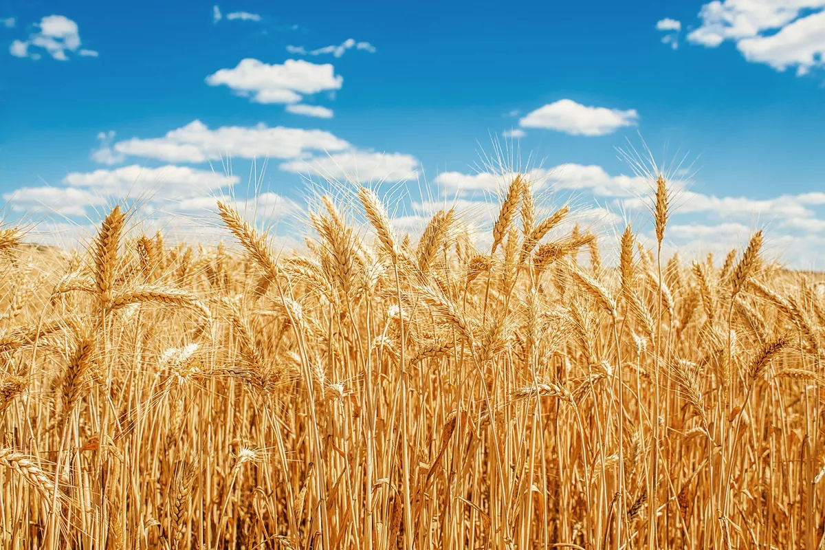Kazakhstan Starts Grain Shipments to Armenia via Azerbaijan