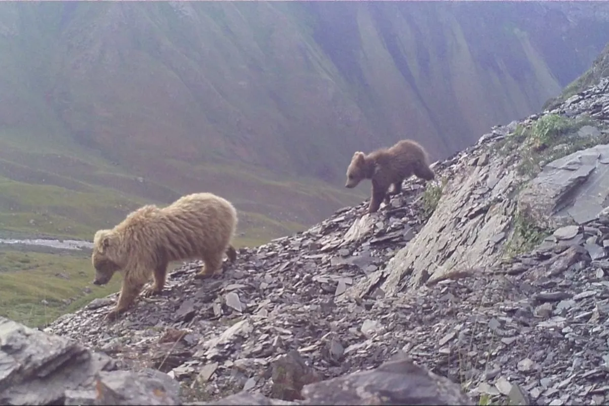 Endangered Brown Bear Population Grows in Kyrgyzstan
