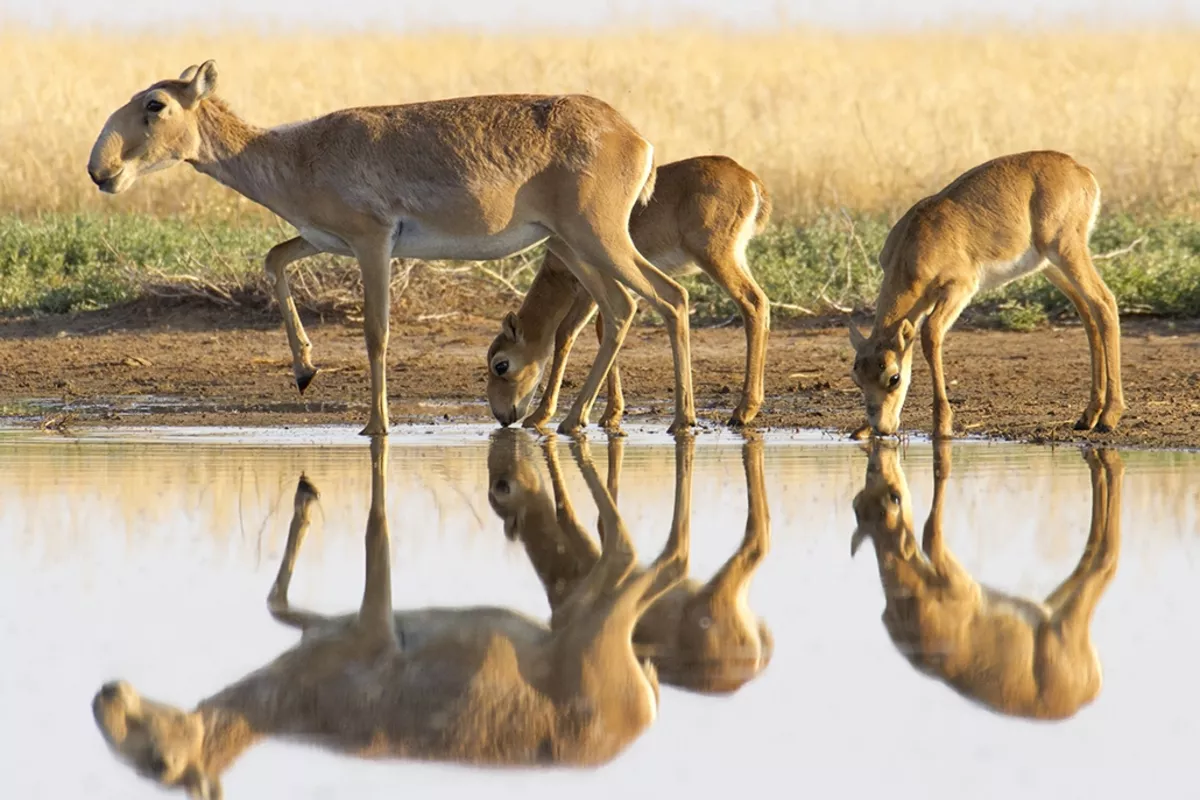 Kazakhstan Donates 1,500 Saiga Antelopes to China