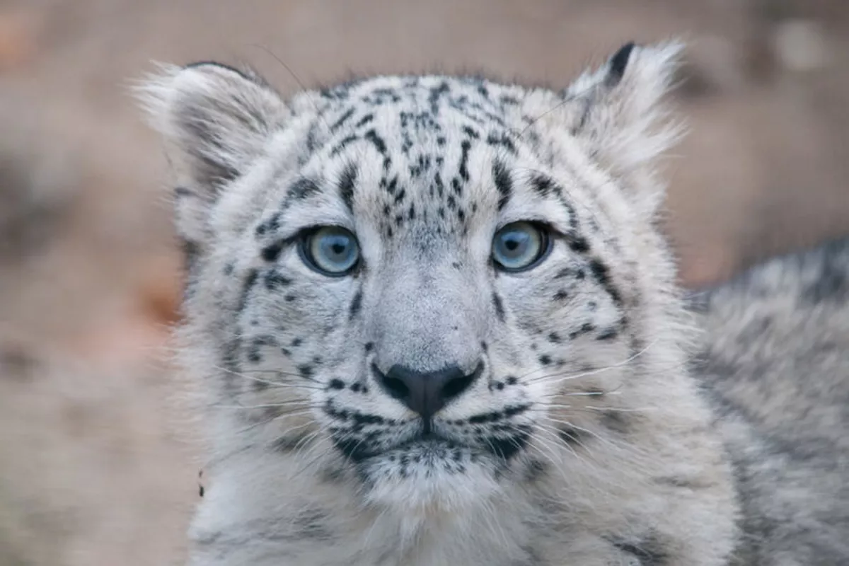 Kyrgyzstan Sends Snow Leopards to Russia to Boost Green Ties