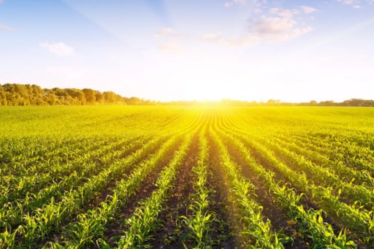 Uzbekistan to Launch Academy for Agricultural Development