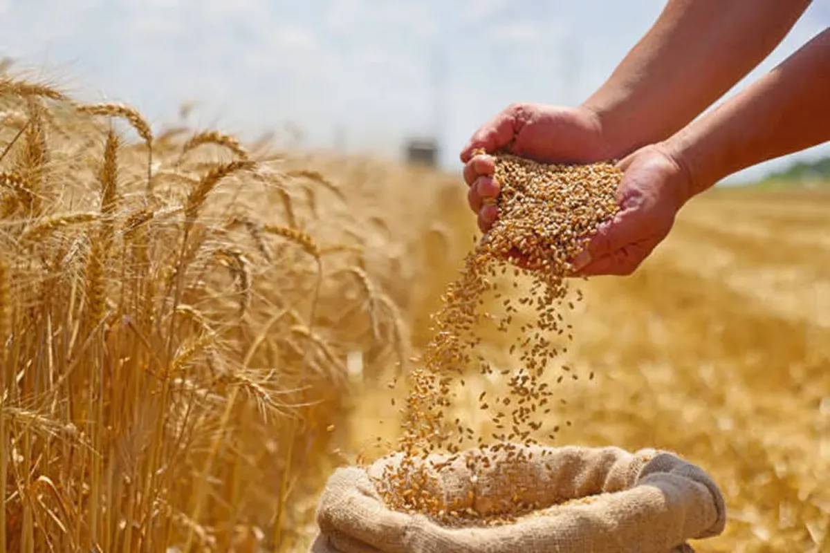 Wheat Prices Record Biggest Monthly Decline Since June 2024