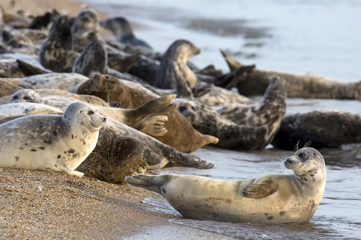 COP 7 in Tehran to Prioritize Caspian Seal Conservation
