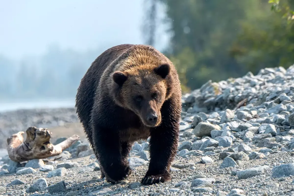Two Men Killed in Bear Attack in Russia's Tomsk