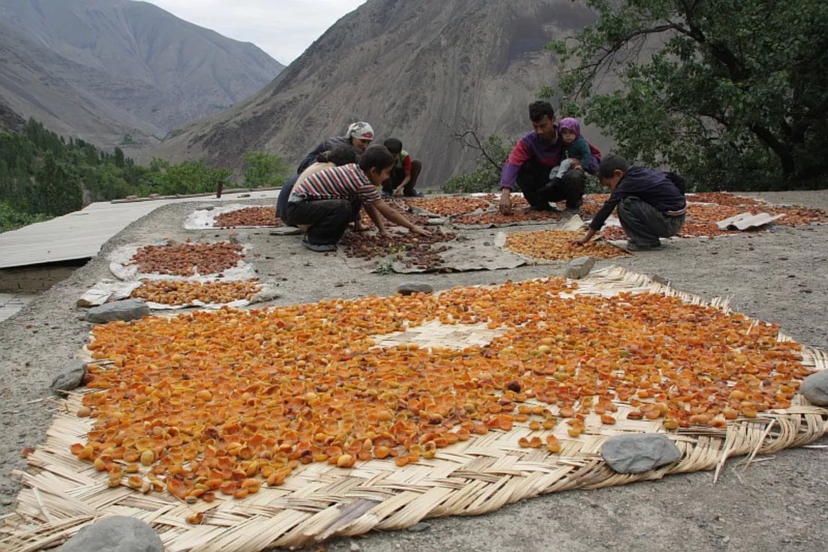 Record Fruit Harvest in Tajikistan Surpasses Projections