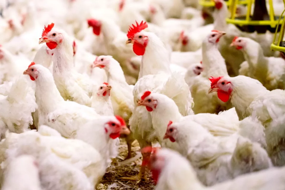 Uzbekistan’s Agricultural Sector Delivers Robust Poultry Meat Output