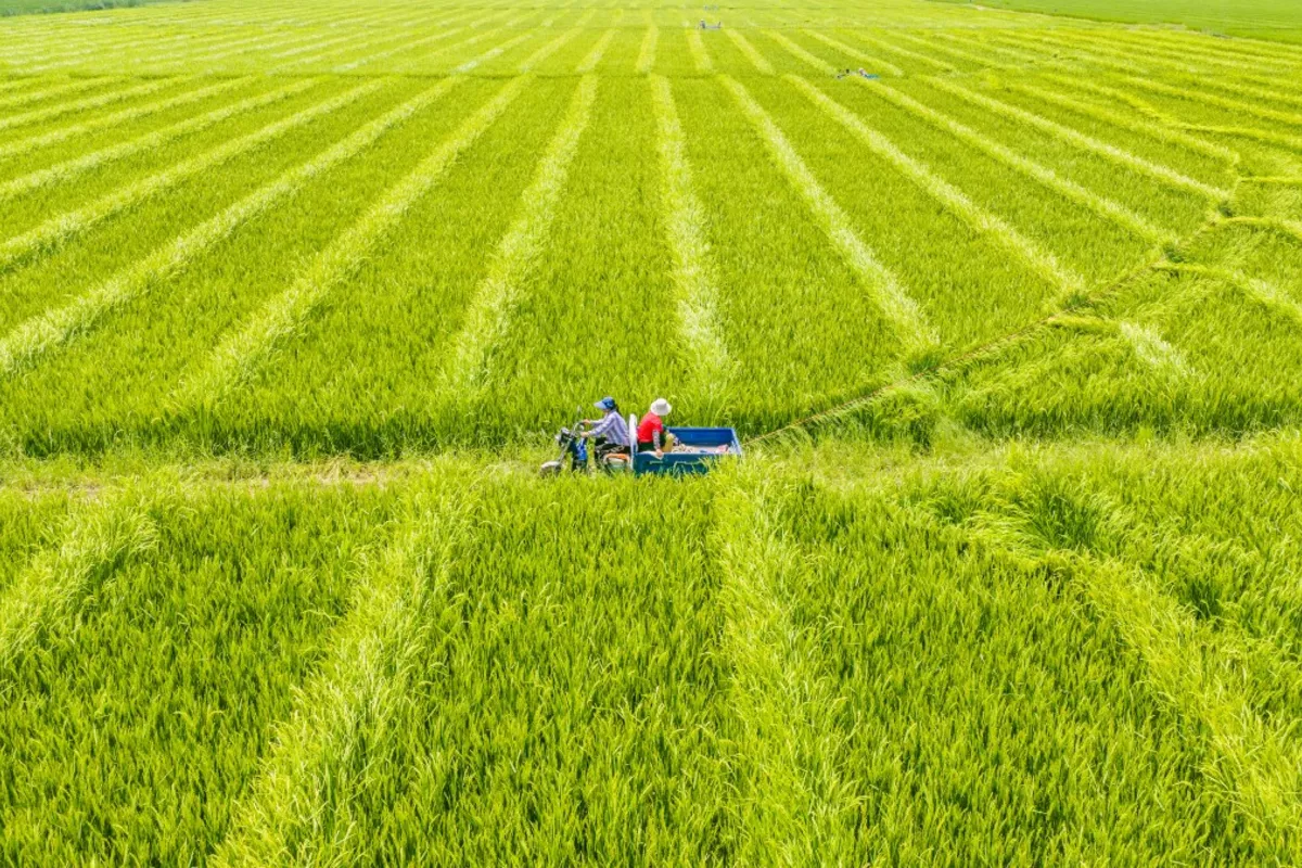 Kazakhstan, China Launch Digital Platform for Grain Trade