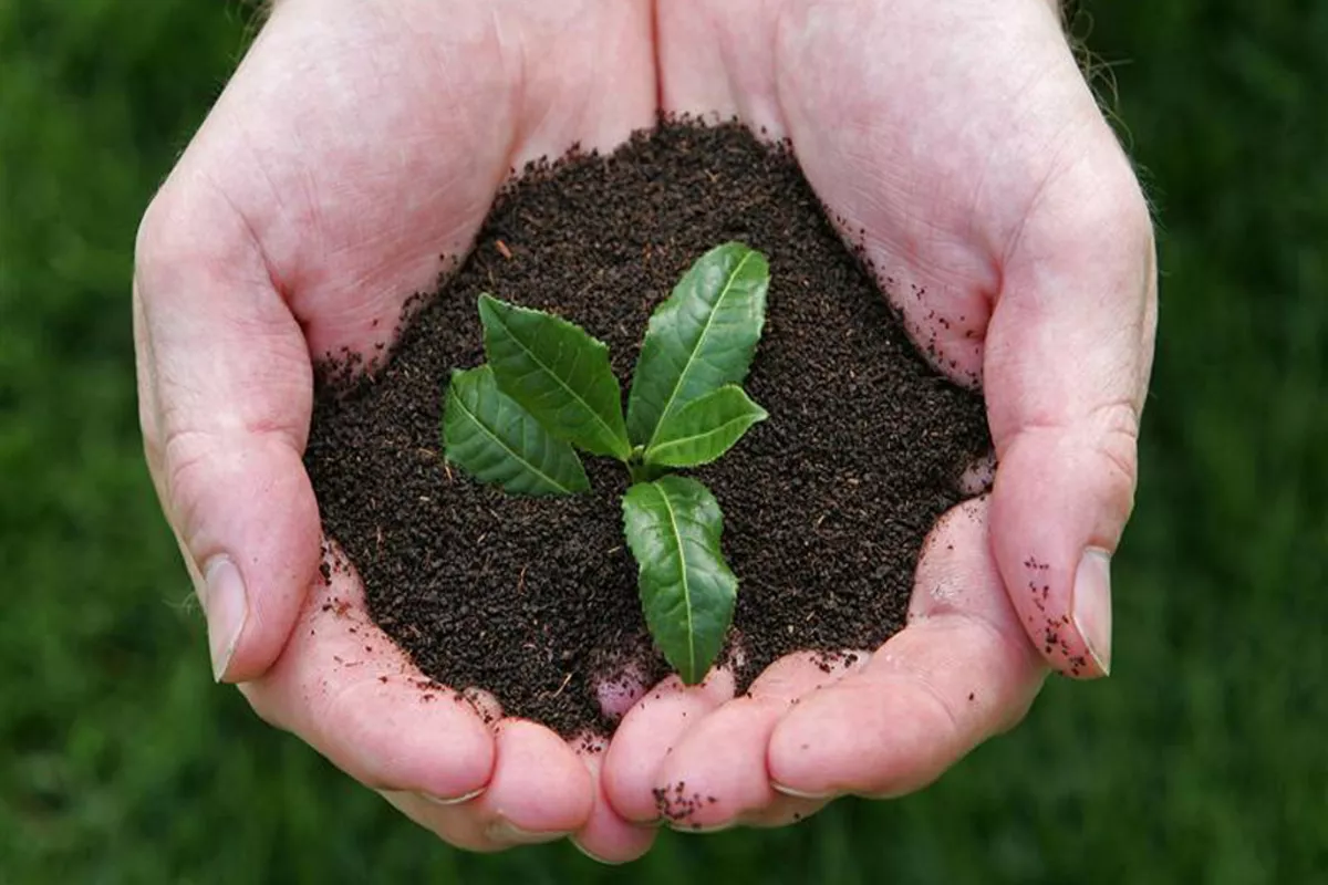 Azerbaijan Cuts Tea Imports While Increasing Exports
