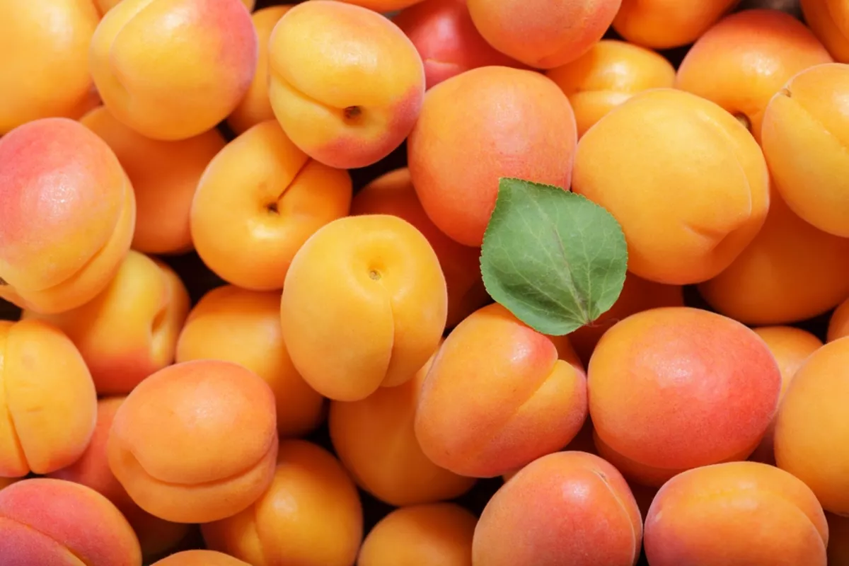 Armenian Apricot Shipment to Spain Spoils in Transit, Causing Major Export Losses