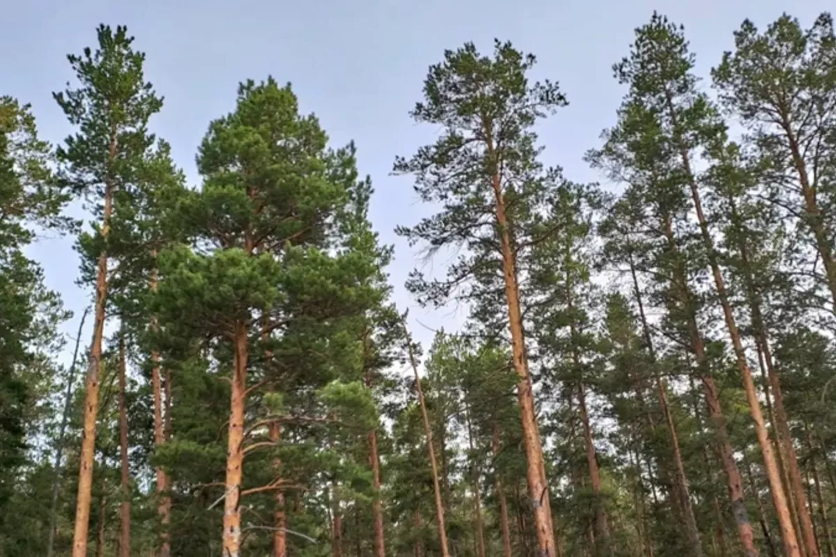 Kazakhstan Proposes Regional Training Center for Central Asian Forestry Experts