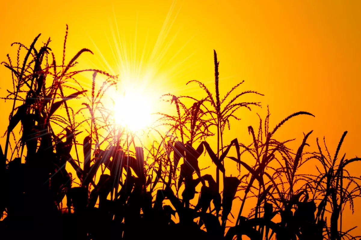 Hot and Dry Air from Iran to Fuel Temperature Spike in Southern Kazakhstan