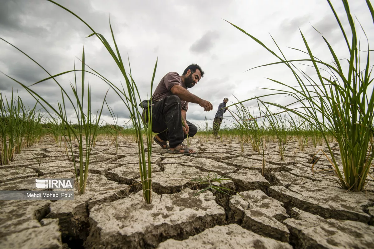 Iran Struggles with Severe Drought Due to Poor Water Management, Environmental Official Warns
