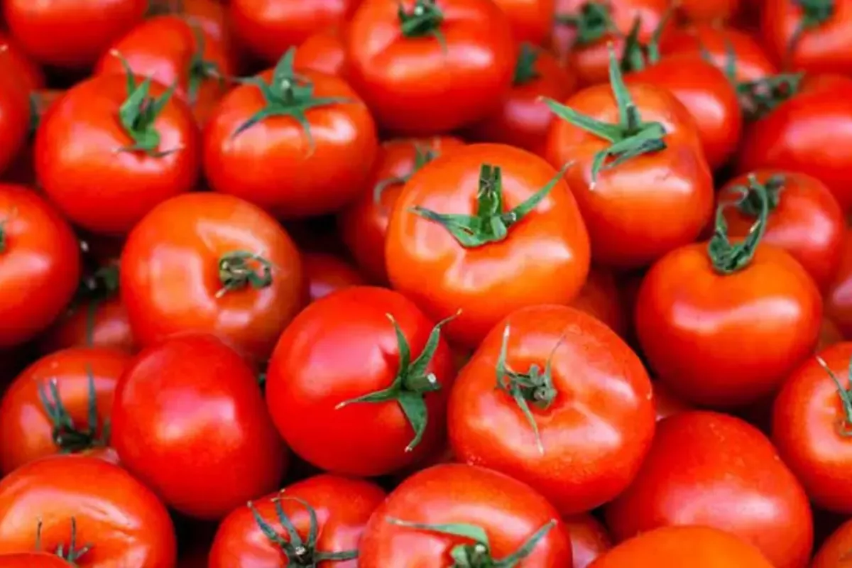 Chinese Company to Launch Tomato Processing Production in Uzbekistan
