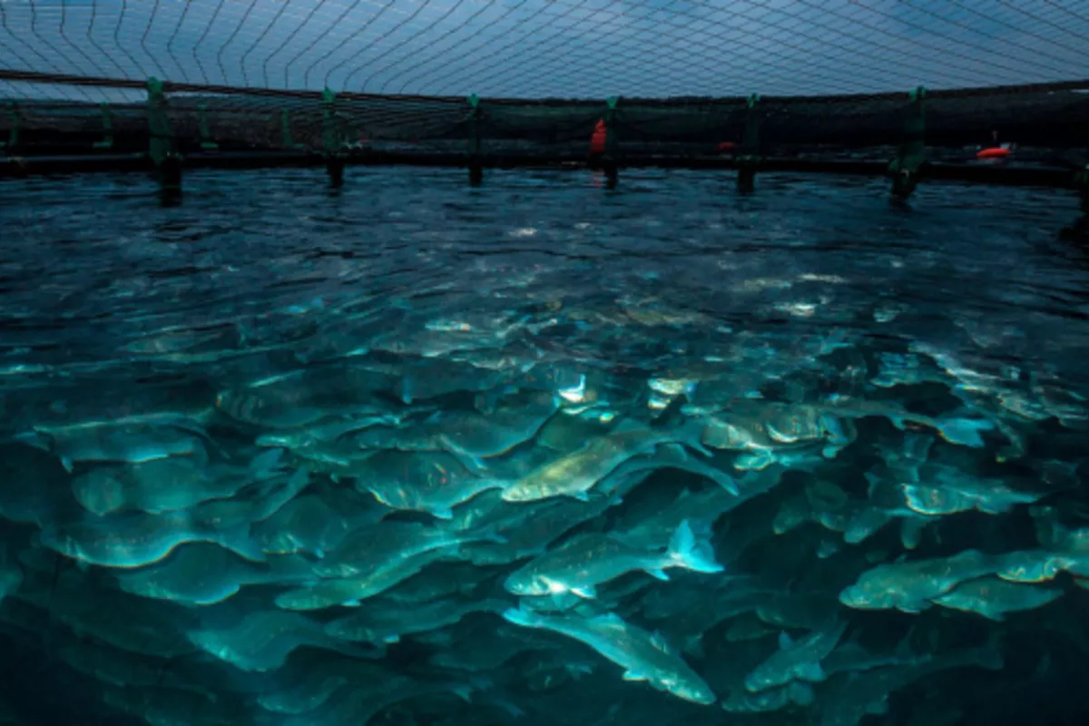 Turkmenistan’s Aquaculture Sector Gains Momentum Thanks to FAO