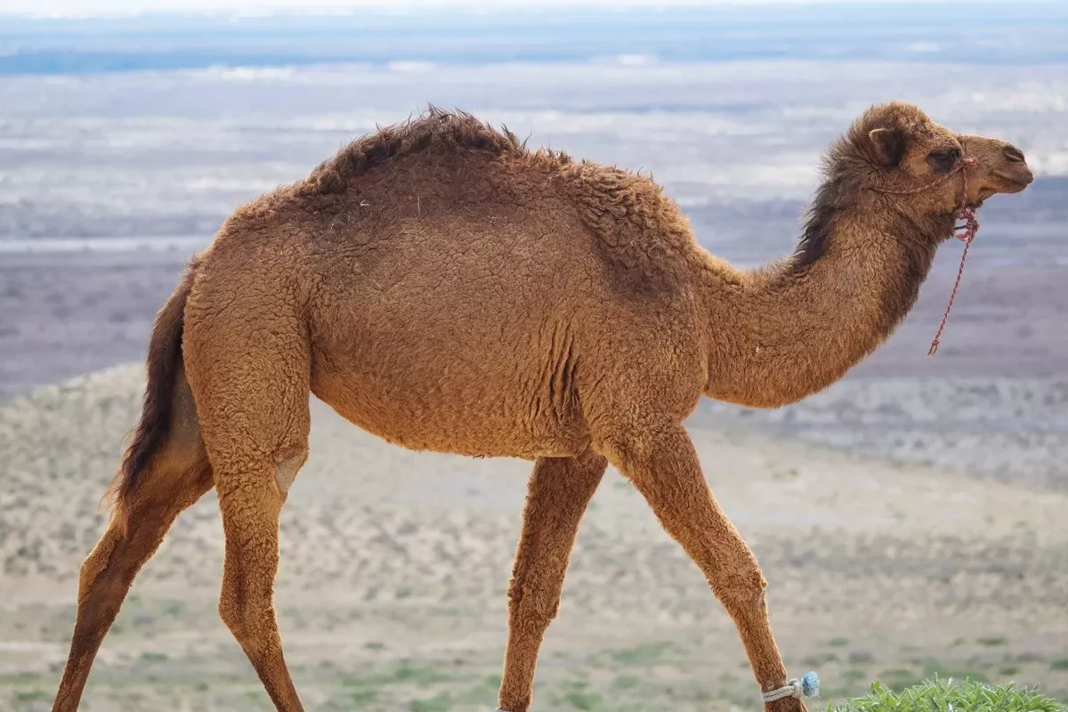 Rescuers Save Baby Camel from Canal in Kazakhstan's Village - VIDEO
