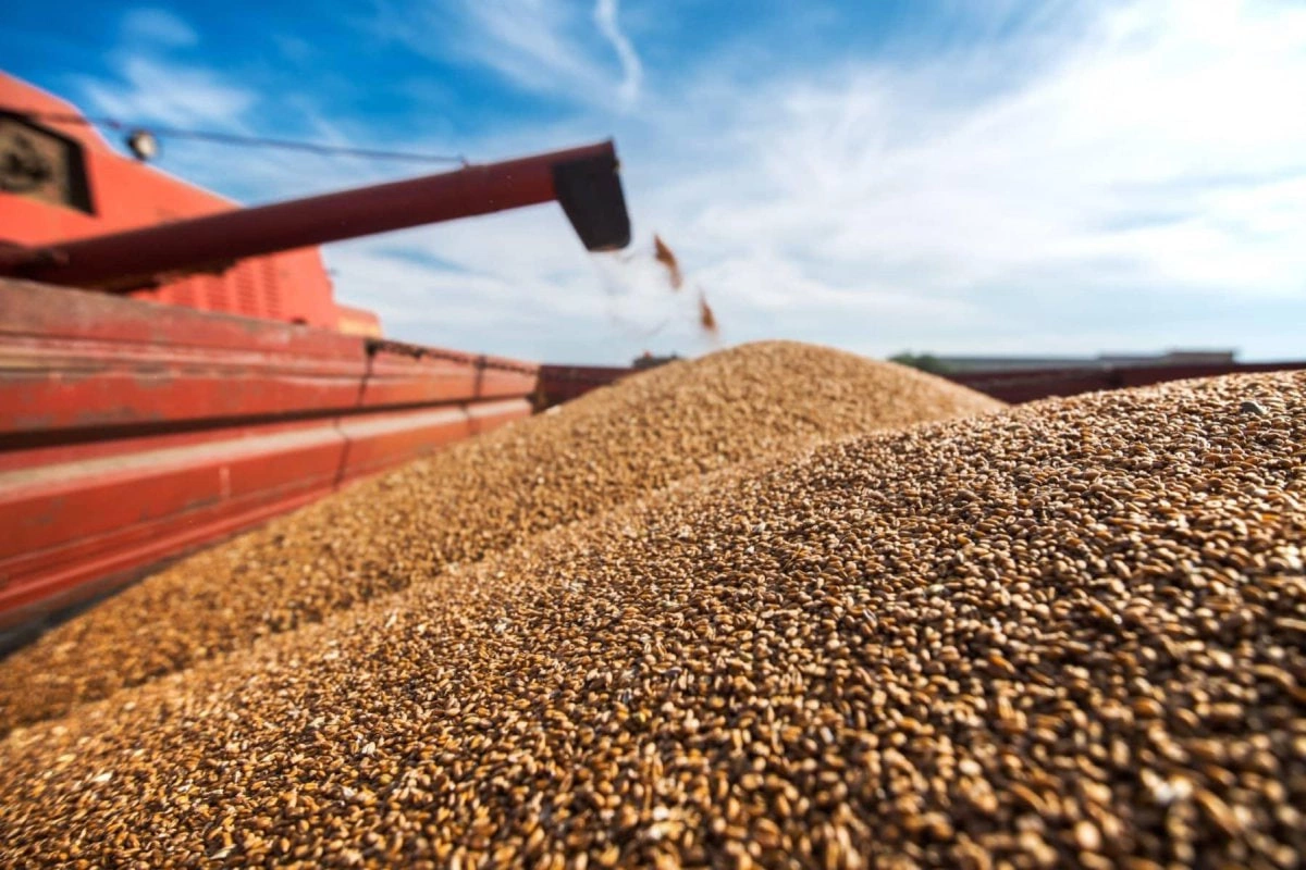 Uzbekistan Boosts Wheat Imports from Kazakhstan