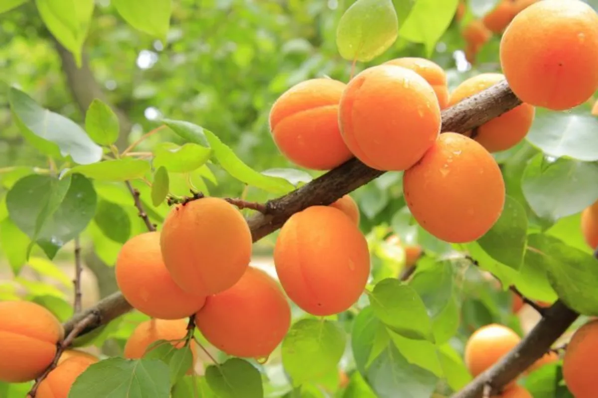 Apricot Crop Ripens in Kyrgyzstan