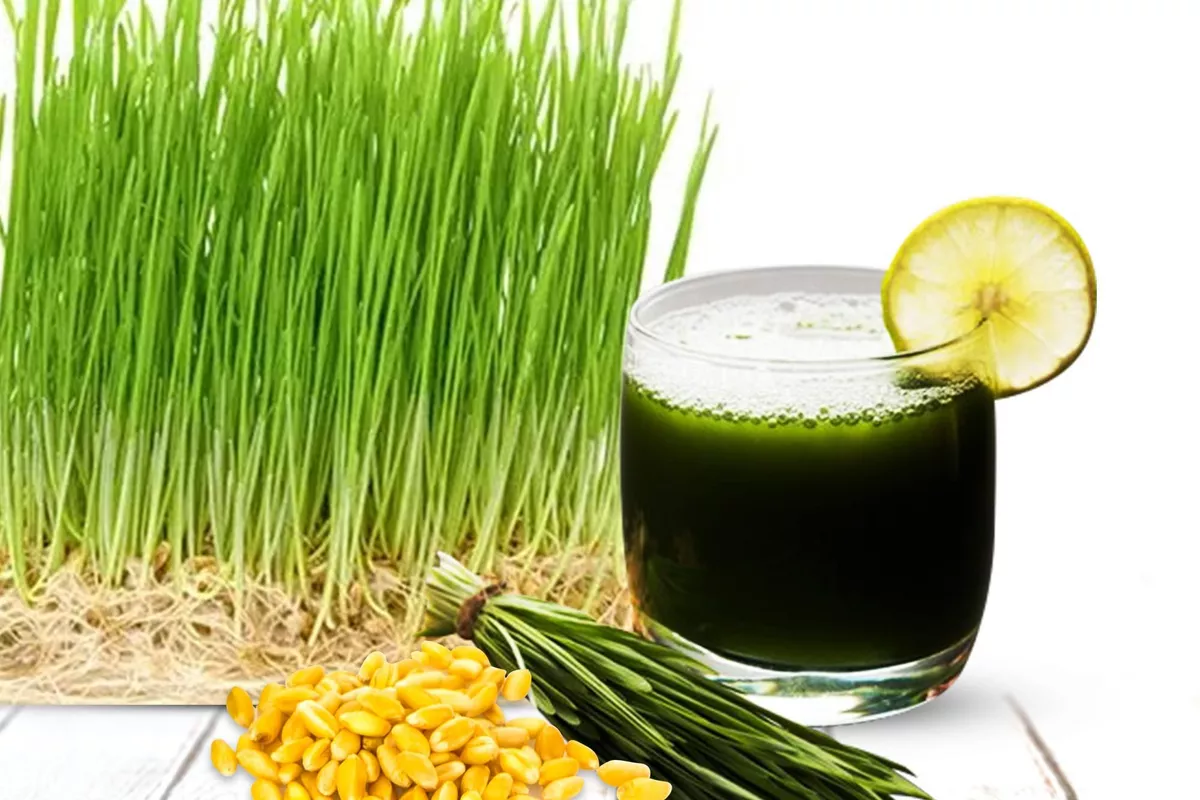 Kazakhstan’s Wheatgrass Juice Maker Expands Exports to UAE, Russia