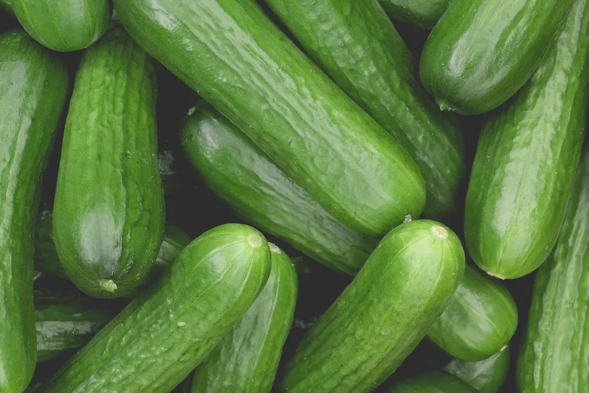Uzbekistan Harvests Export Gains as Cucumber Demand Climbs
