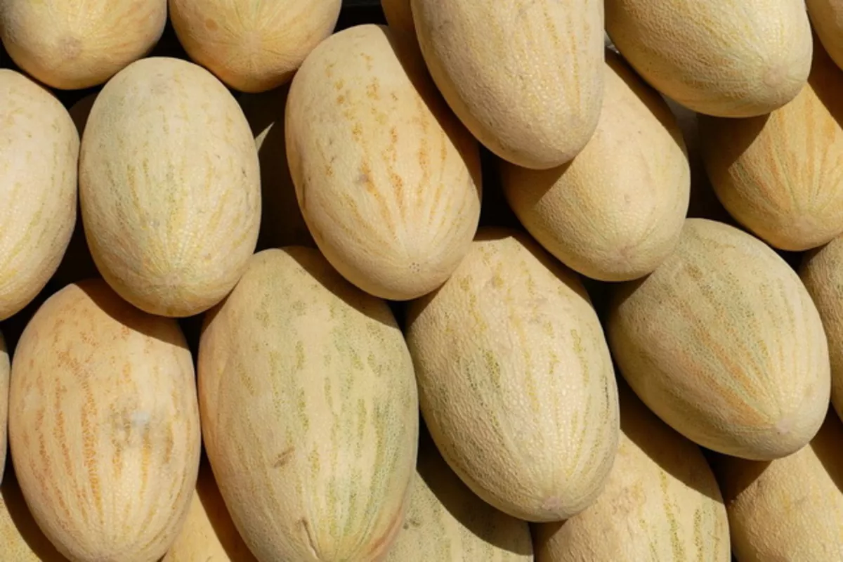 Uzbek Torpedo Melons Sweeten Singapore’s Market in Export Milestone