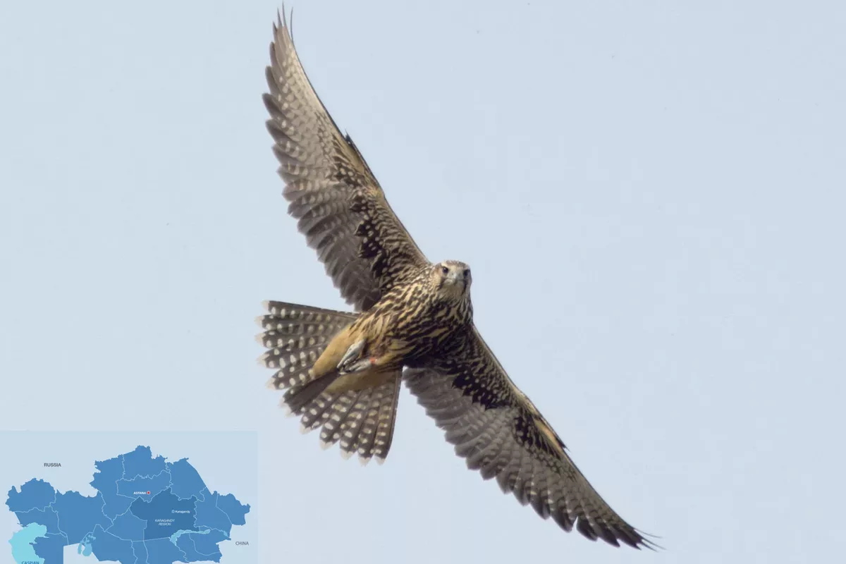 Over 80 UAE Falcons Released into Wild in Karagandy Region