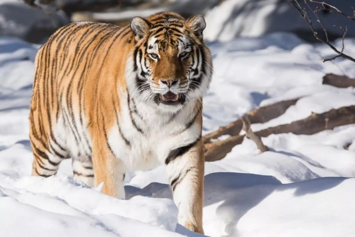 Siberian Tiger Kills Hunter in Russia’s Far East
