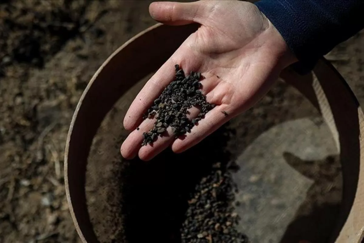 Archaeologists Uncover 5,000-Year-Old Barley Grains from Early Bronze Age in Türkiye