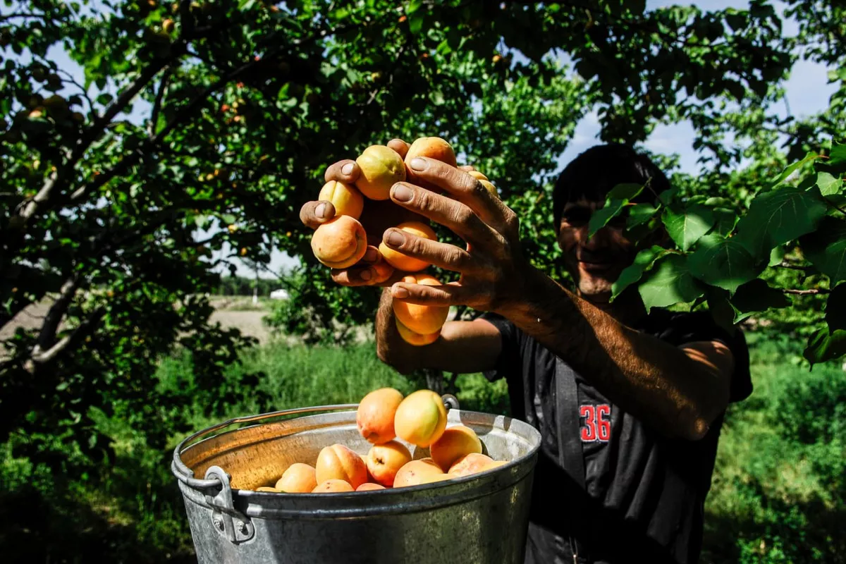 Tajikistan Launches Ambitious Seminar to Transform Apricot Industry