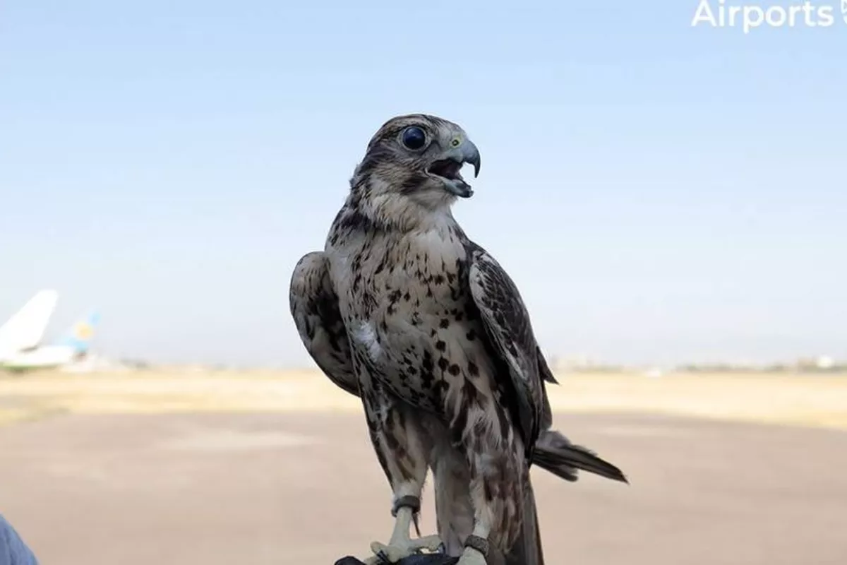 Fierce Falcons Now Part of Uzbekistan’s Flight Safety Team - VIDEO
