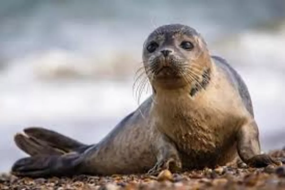 Kazakhstan Launches Probe After Over 100 Caspian Seals Wash Ashore
