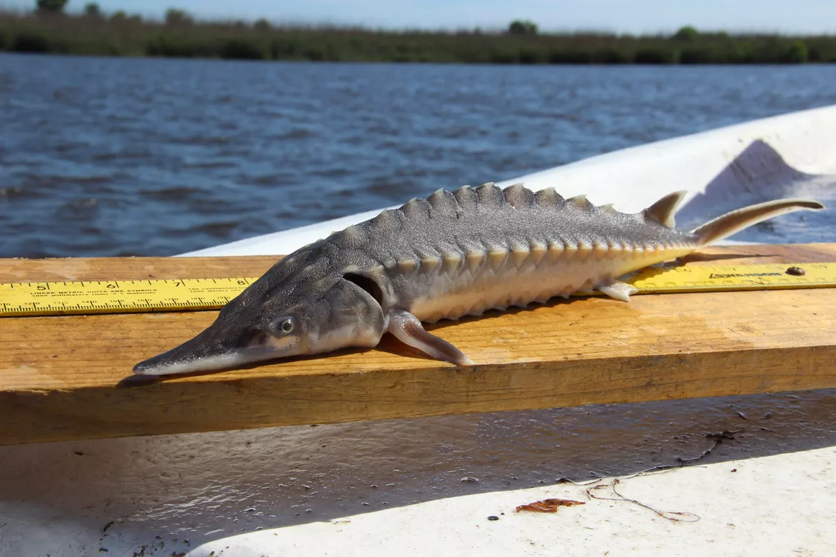 Caspian States Extend Sturgeon Fishing Ban Through 2026