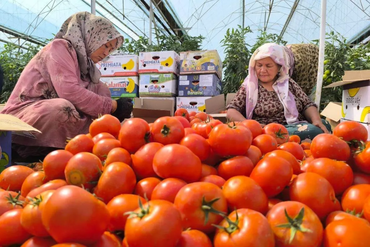 Tajik Farmers Boost Harvests Despite Smaller Fields