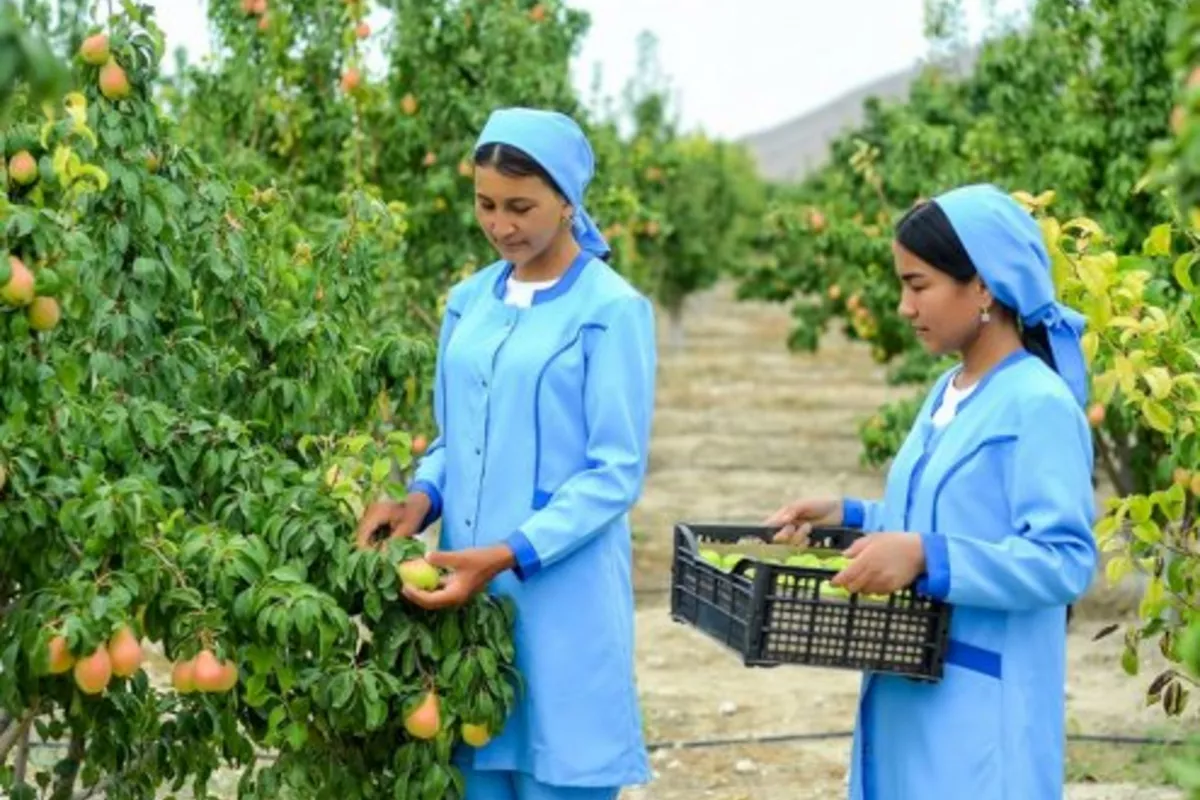 Turkmenistan Boosts Women’s Business Skills in New Nationwide Program Phase