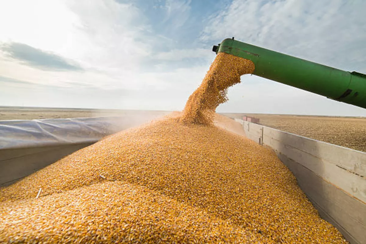 Harvesting Campaign Begins In Kazakhstan