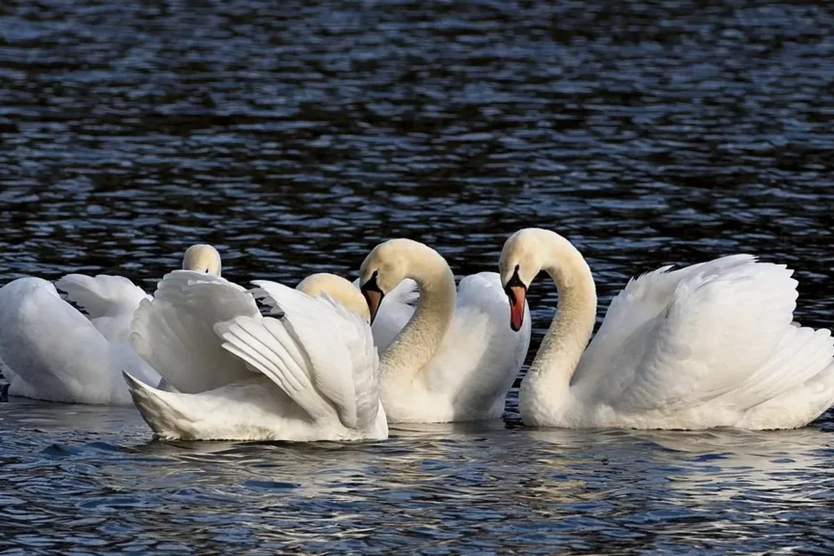 Kazakhstan's Aktau Becomes Swan Paradise on Caspian Coast