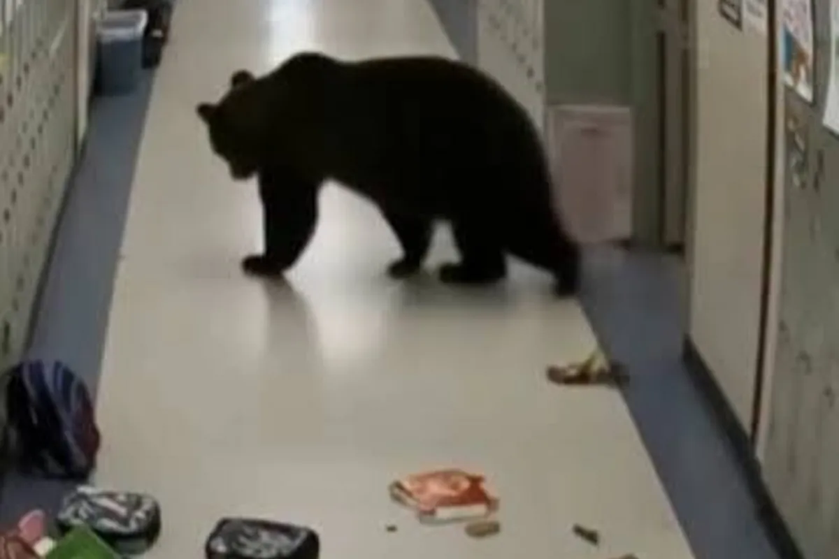 Bear Tries to Climb Into Russian School Through Drainpipe