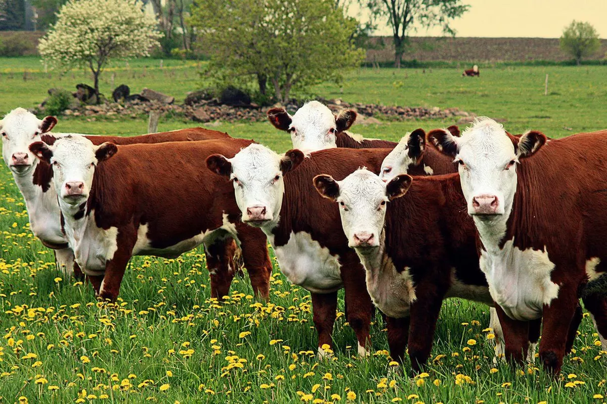 Uzbekistan, China Deepen Cooperation in Livestock Industry
