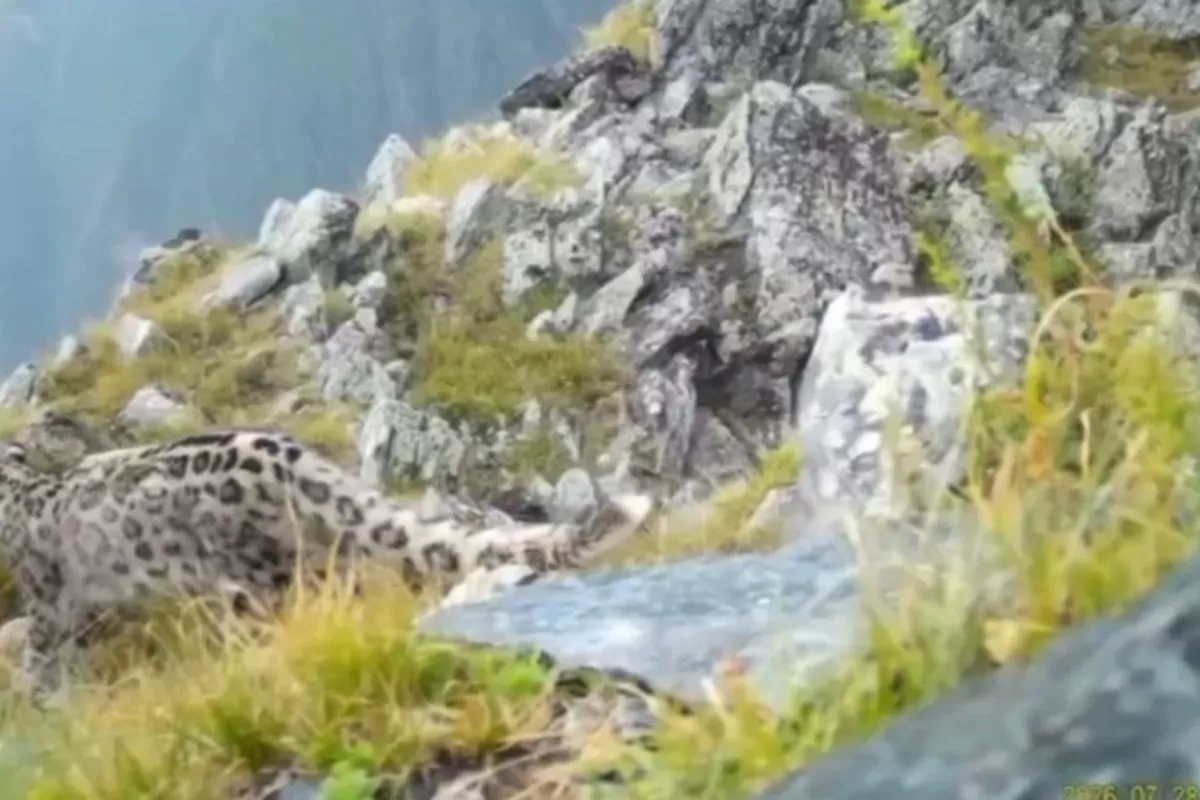 Rare Snow Leopard Family Captured on Camera in Kazakhstan - VIDEO